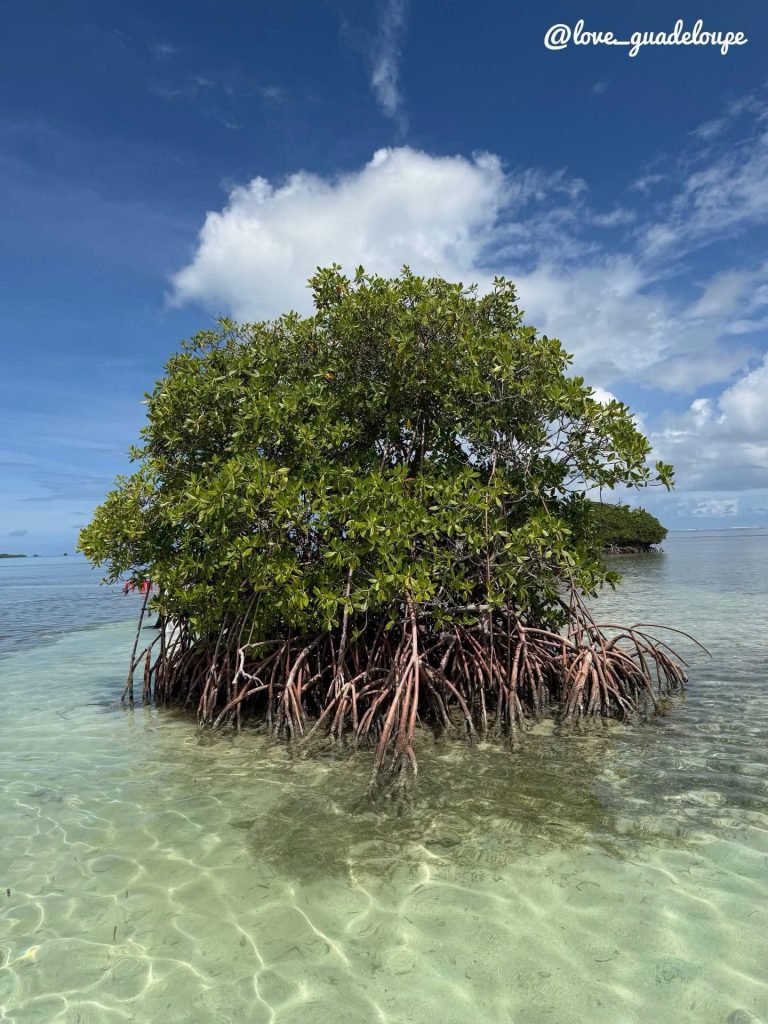 Explorer le Grand Cul-de-Sac Marin en Guadeloupe : Comment découvrir la magie de la mangrove en Outre-mer
