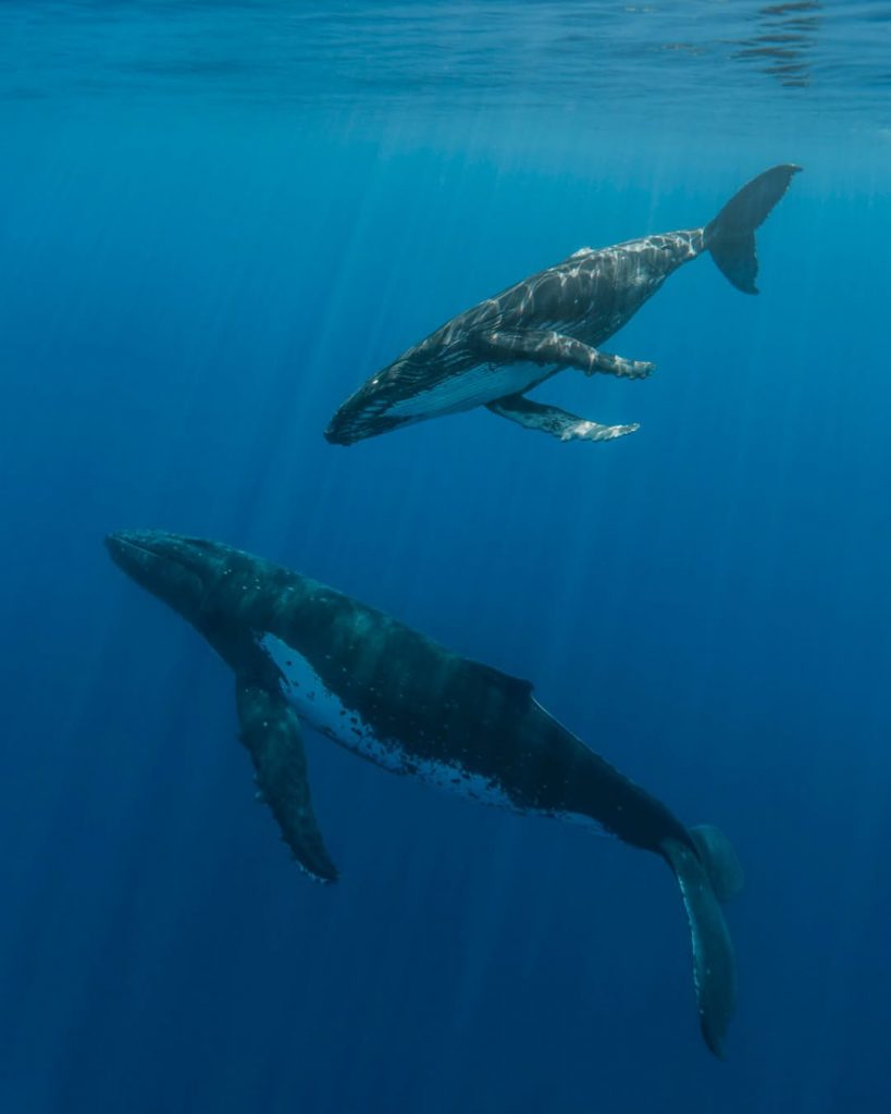 Observer les baleines à Tahiti : Guide d&rsquo;une rencontre responsable avec les tohorā