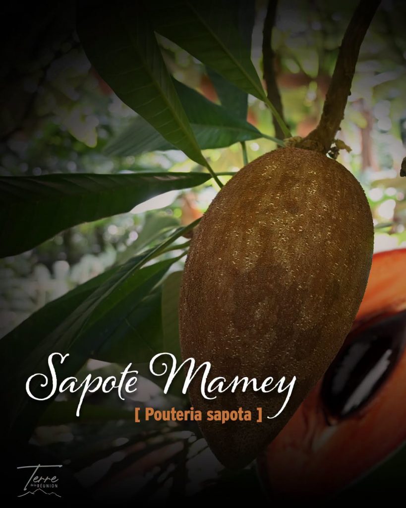 Découverte fruitière : Où déguster la sapote Mamey sur la Terre de La Réunion en Outre-mer ?