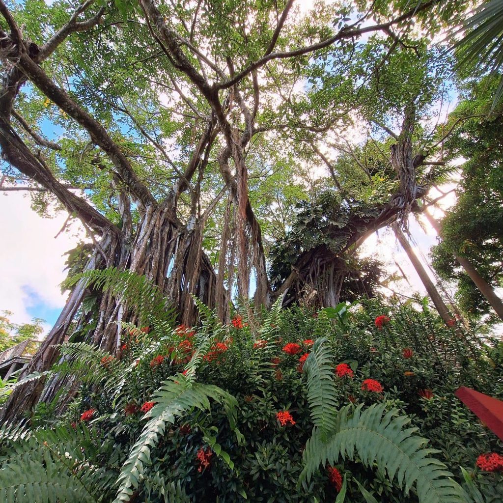 Où visiter un havre de paix en Guadeloupe ? Évasion florale au Jardin Botanique de Deshaies en Outre-mer