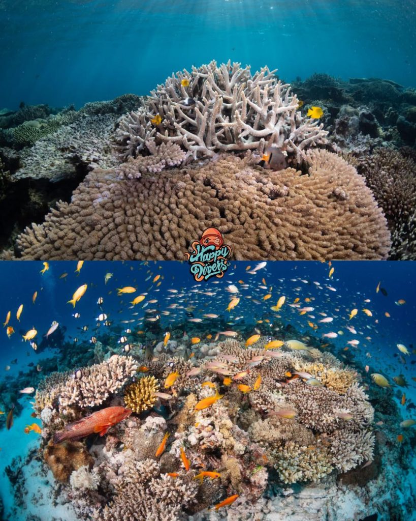 Idées de sorties à Mayotte : explorez les fonds marins du lagon avec le centre de plongée Happy Divers Mayotte, perle d&rsquo;Outre-mer