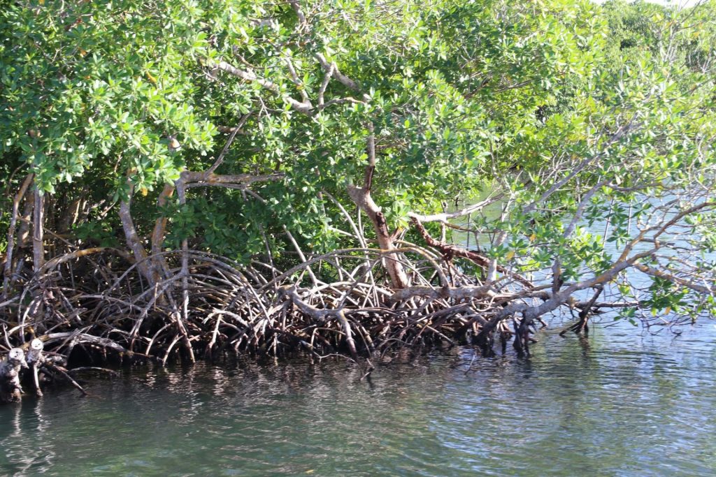 Quoi faire en Guadeloupe ? Protégez le paradis naturel avec la Communauté d&rsquo;Agglomération du Nord Grande-Terre en Outre-mer