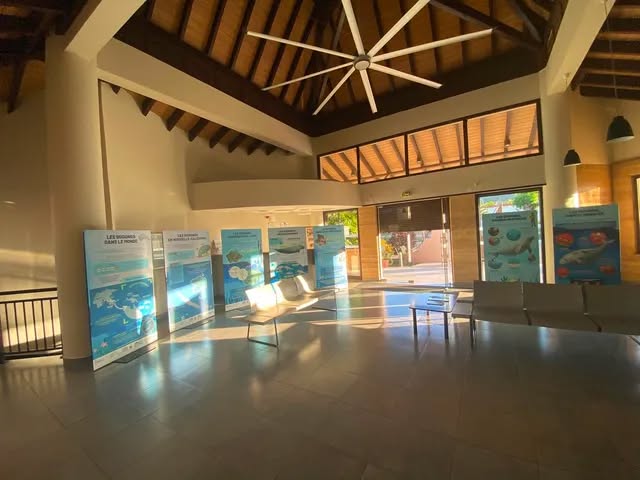 Découvrir le dugong à Voh : l&rsquo;exposition gratuite incontournable pour les amoureux du lagon en Nouvelle-Calédonie