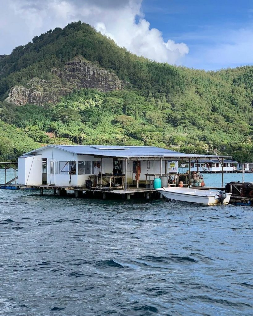 Visiter les fermes perlières aux Îles Gambier : percer le secret de la perle noire de Tahiti en Polynésie