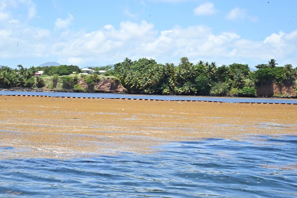 Comment la Guadeloupe protège ses côtes : Les solutions innovantes de Petit-Bourg pour l&rsquo;Outre-mer !