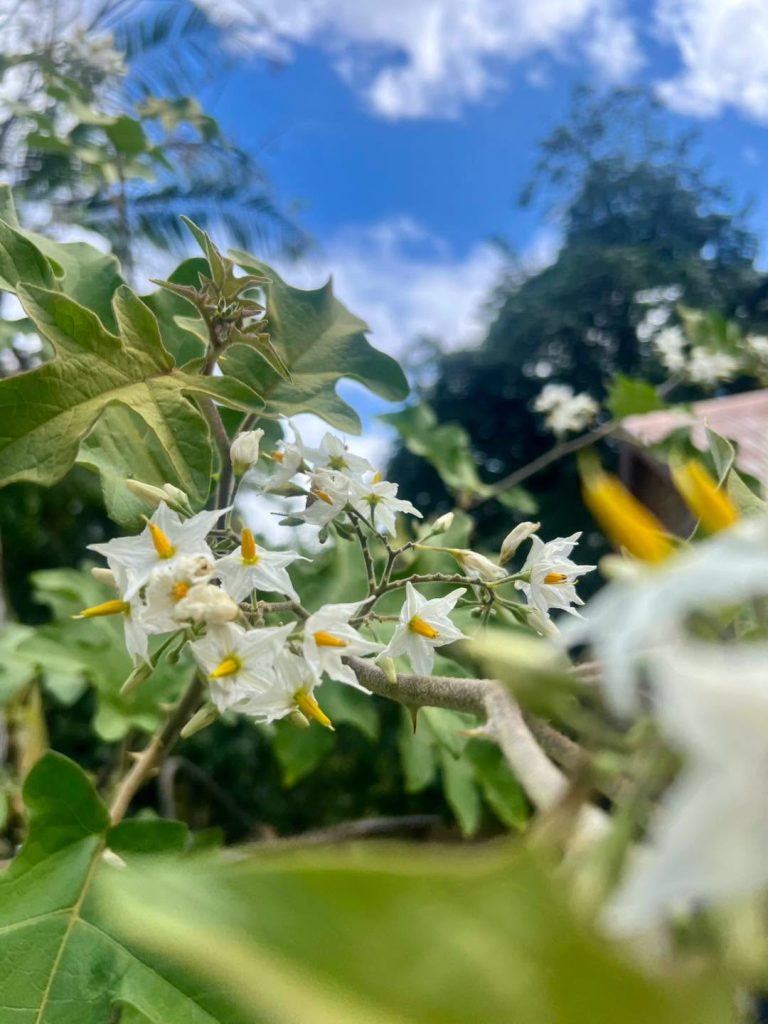 Idées d&rsquo;activités nature à La Réunion : comment s&rsquo;émerveiller au cœur de l&rsquo;Outre-mer ?