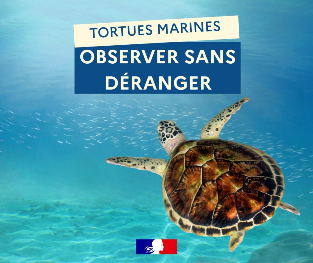 Où observer les tortues marines à La Réunion : les règles d&rsquo;or pour un voyage écoresponsable en Outre-mer