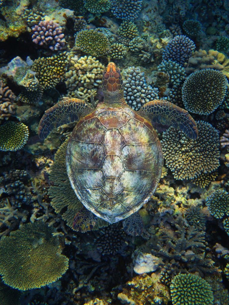 Où visiter en Nouvelle-Calédonie ? Explorez les fonds marins exceptionnels de Maré en Outre-mer