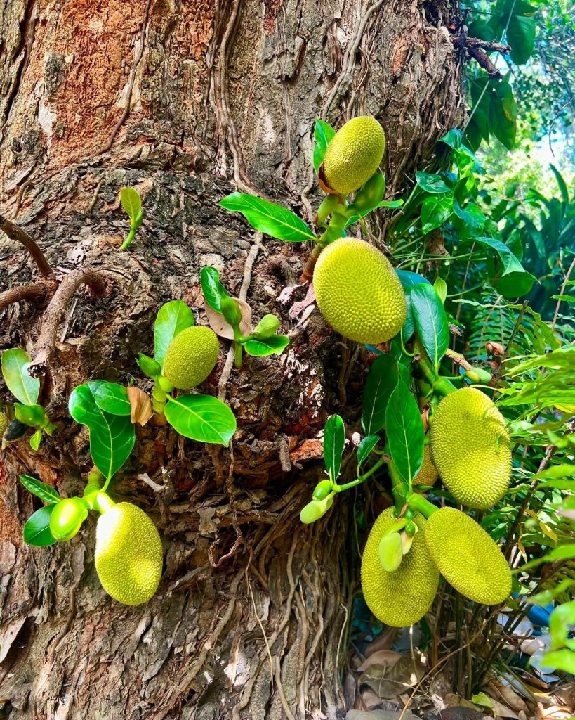 Quoi faire à La Réunion : Plongez au cœur de la culture réunionnaise au site Le Vieux Domaine en Outre-mer !