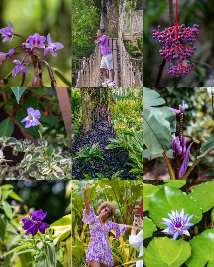 Voyage au cœur de la Martinique : découvrez la magie des fleurs violettes du Jardin de Balata en Outre-mer