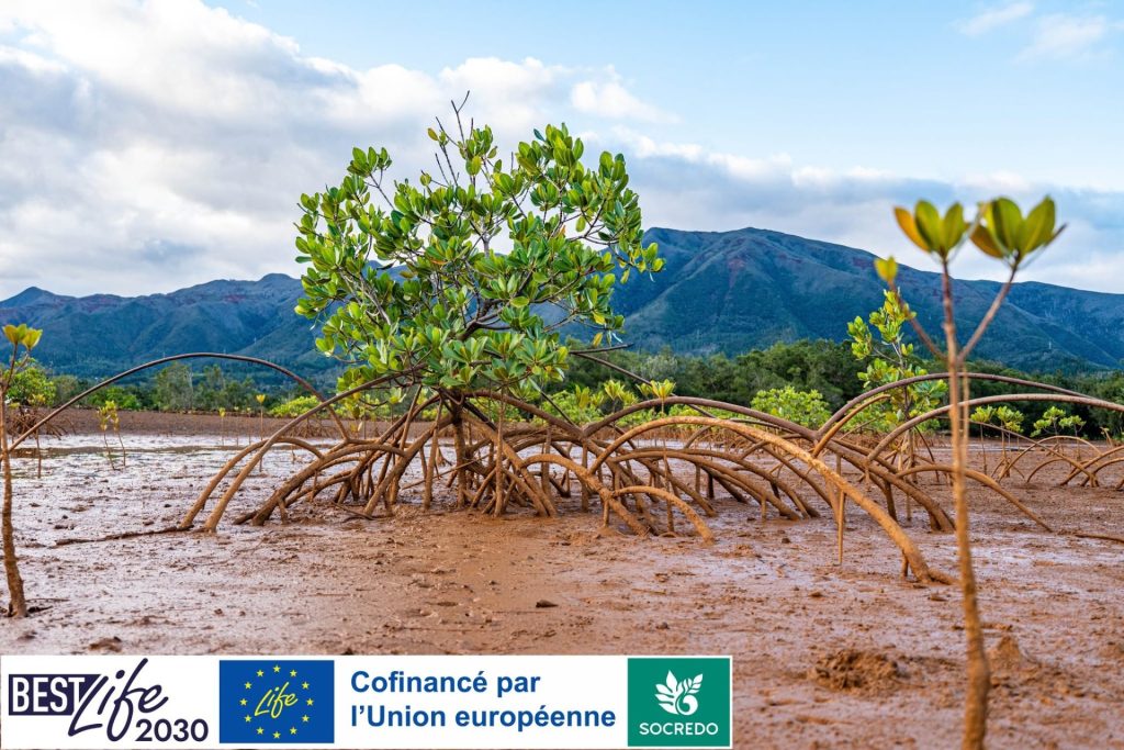 Éco-tourisme et protection des mangroves : comment préserver ce trésor naturel en Nouvelle-Calédonie, perle d&rsquo;Outre-mer